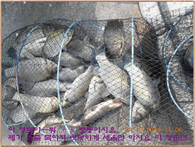 물 맑고 수심좋고 힘찬입질 관리터입니다삼가 고인의 명복을 빕니다 (유료터정보 - 유료터점주조황)
