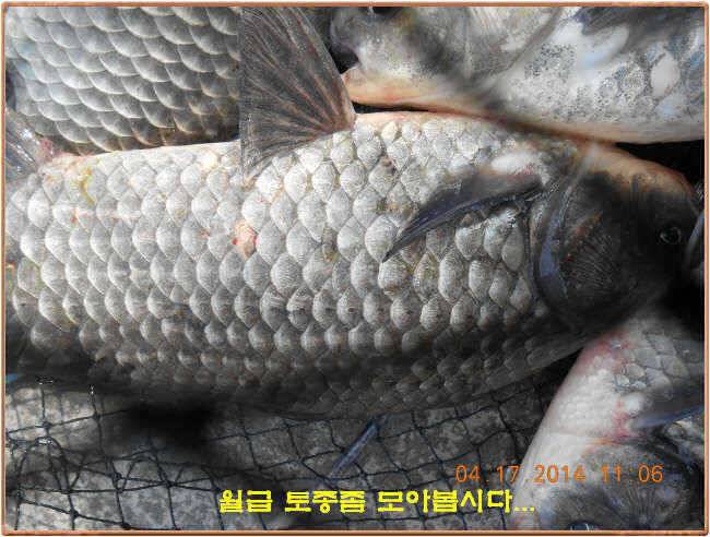 물 맑고 수심좋고 힘찬입질 관리터입니다삼가 고인의 명복을 빕니다 (유료터정보 - 유료터점주조황)