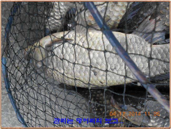 물 맑고 수심좋고 힘찬입질 관리터입니다삼가 고인의 명복을 빕니다 (유료터정보 - 유료터점주조황)