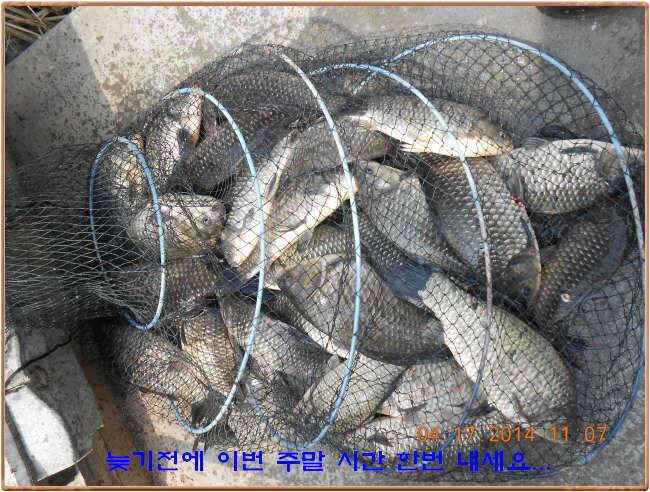 물 맑고 수심좋고 힘찬입질 관리터입니다삼가 고인의 명복을 빕니다 (유료터정보 - 유료터점주조황)