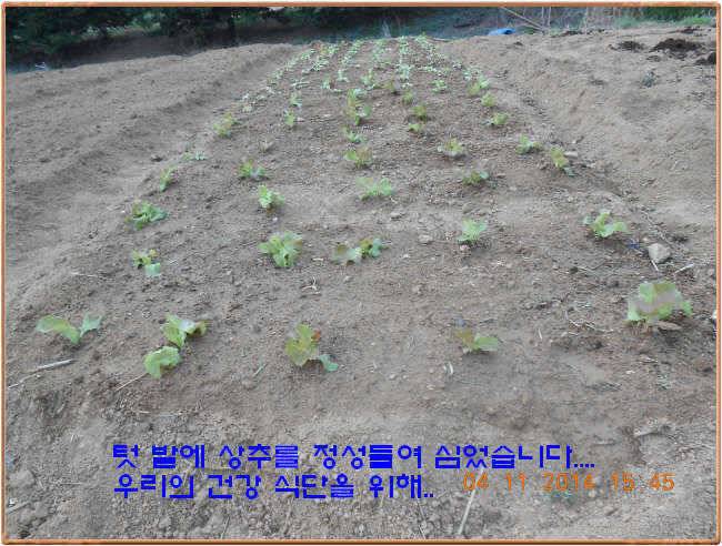 물 맑고 수심좋고 힘찬입질 관리터입니다4월19일 개장 11주년 행사 안내 (유료터정보 - 유료터점주조황)