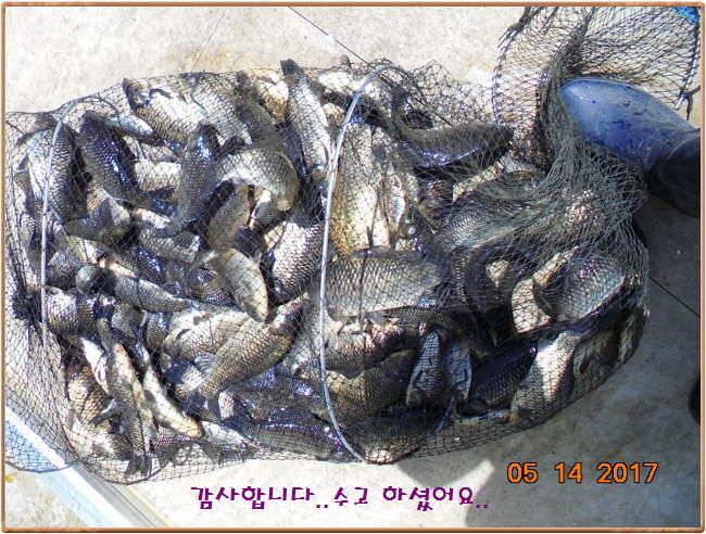 도심속의 작은 쉼터 화성 관리 낚시터입니다 (유료터정보 - 유료터점주조황)