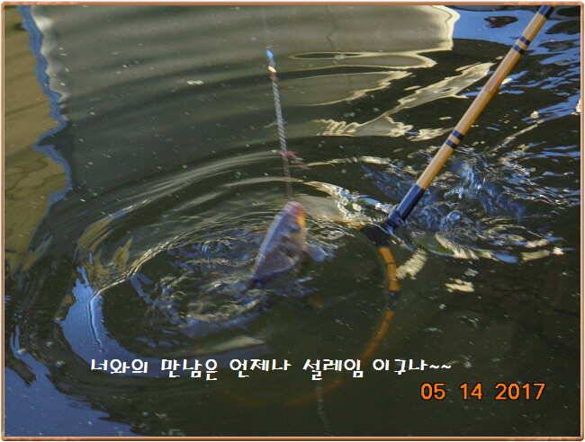 도심속의 작은 쉼터 화성 관리 낚시터입니다 (유료터정보 - 유료터점주조황)