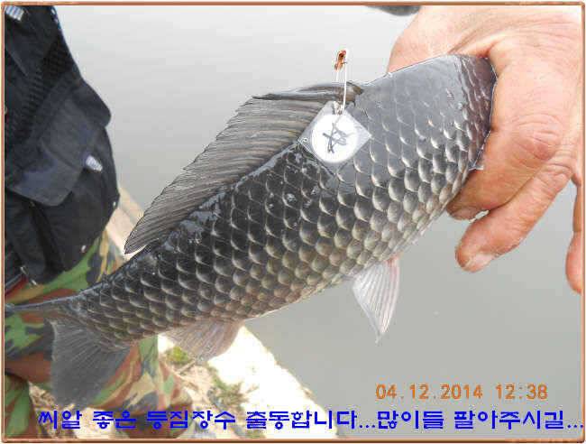 물 맑고 수심좋고 힘찬입질 관리터입니다4월19일 개장 11주년 행사 안내 (유료터정보 - 유료터점주조황)