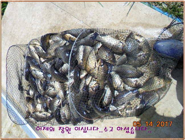 도심속의 작은 쉼터 화성 관리 낚시터입니다 (유료터정보 - 유료터점주조황)