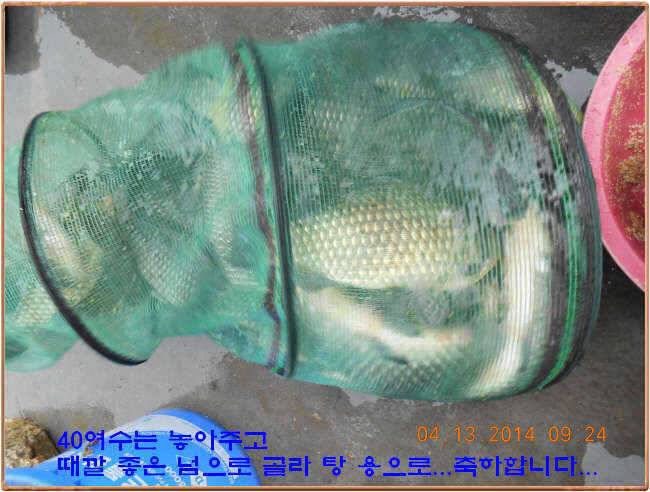 물 맑고 수심좋고 힘찬입질 관리터입니다4월19일 개장 11주년 행사 안내 (유료터정보 - 유료터점주조황)