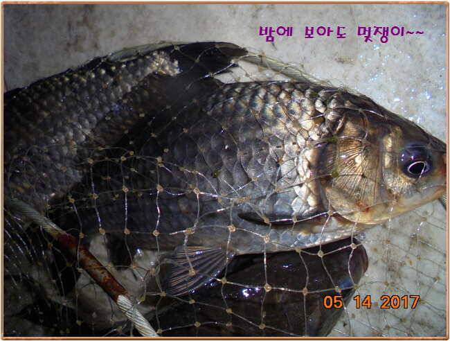 도심속의 작은 쉼터 화성 관리 낚시터입니다 (유료터정보 - 유료터점주조황)