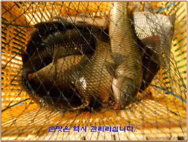 물 맑고 수심좋고 힘찬입질 관리터입니다4월19일 개장 11주년 행사 안내 (유료터정보 - 유료터점주조황)
