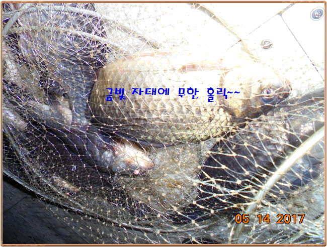 도심속의 작은 쉼터 화성 관리 낚시터입니다 (유료터정보 - 유료터점주조황)