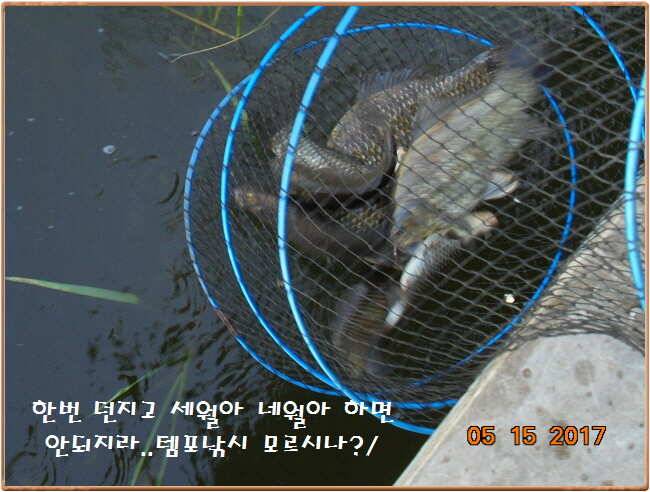 도심속의 작은 쉼터 화성 관리 낚시터입니다 (유료터정보 - 유료터점주조황)