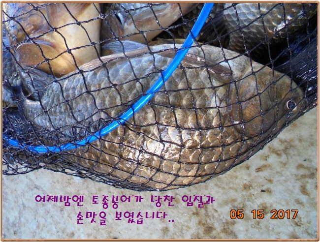 도심속의 작은 쉼터 화성 관리 낚시터입니다 (유료터정보 - 유료터점주조황)