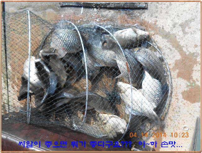 물 맑고 수심좋고 힘찬입질 관리터입니다4월19일 개장 11주년 행사 안내 (유료터정보 - 유료터점주조황)