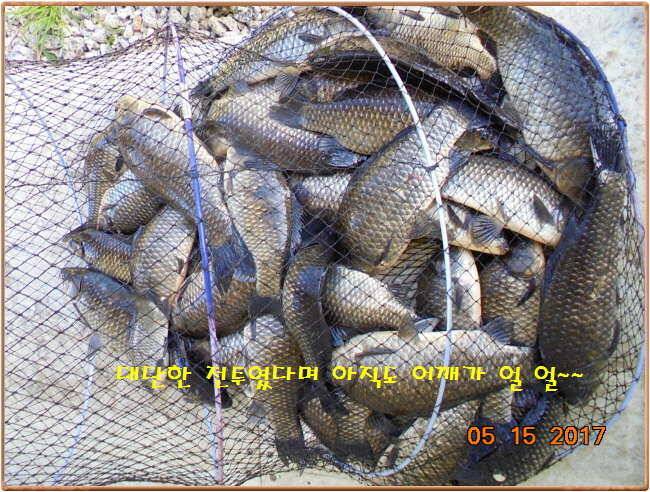 도심속의 작은 쉼터 화성 관리 낚시터입니다 (유료터정보 - 유료터점주조황)