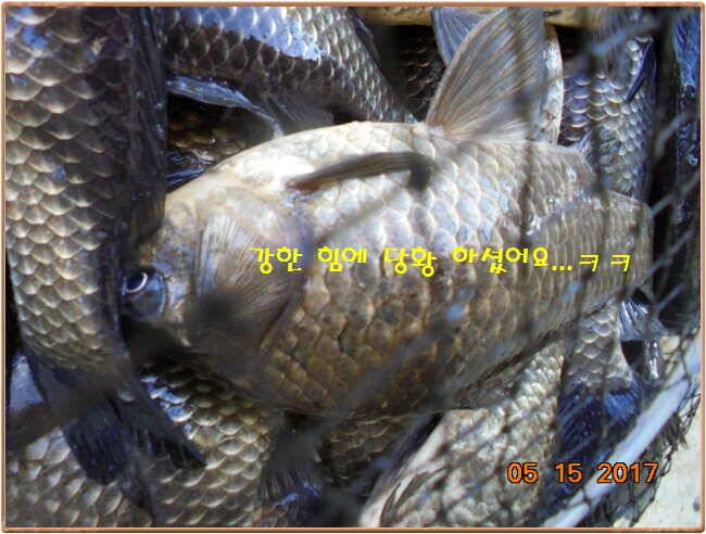 도심속의 작은 쉼터 화성 관리 낚시터입니다 (유료터정보 - 유료터점주조황)