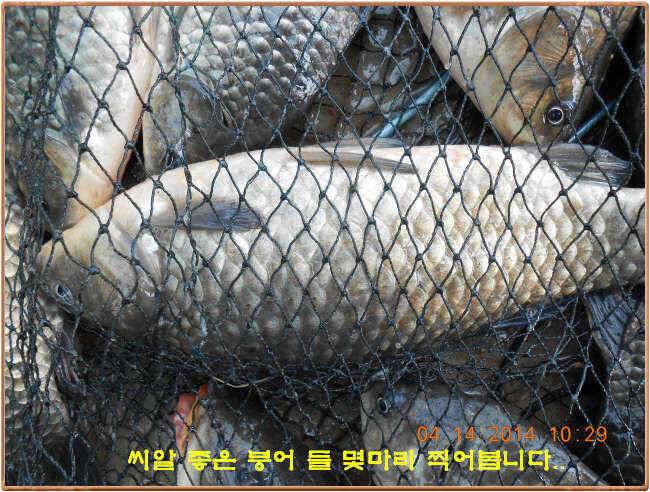 물 맑고 수심좋고 힘찬입질 관리터입니다4월19일 개장 11주년 행사 안내 (유료터정보 - 유료터점주조황)