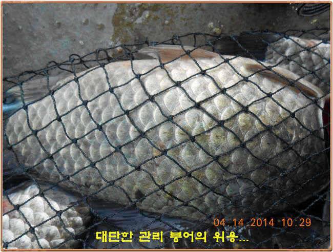 물 맑고 수심좋고 힘찬입질 관리터입니다4월19일 개장 11주년 행사 안내 (유료터정보 - 유료터점주조황)