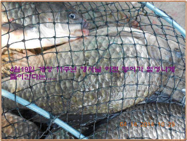 물 맑고 수심좋고 힘찬입질 관리터입니다4월19일 개장 11주년 행사 안내 (유료터정보 - 유료터점주조황)