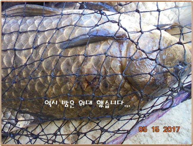 도심속의 작은 쉼터 화성 관리 낚시터입니다 (유료터정보 - 유료터점주조황)