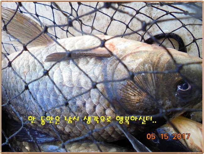도심속의 작은 쉼터 화성 관리 낚시터입니다 (유료터정보 - 유료터점주조황)
