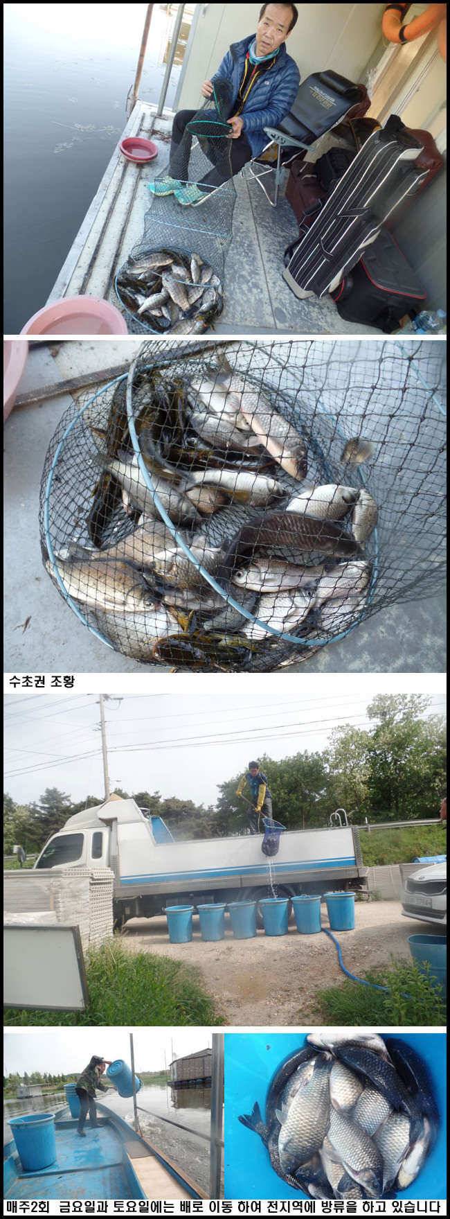 아산죽산지519일 목요일 조황과 방류 (유료터정보 - 유료터점주조황)