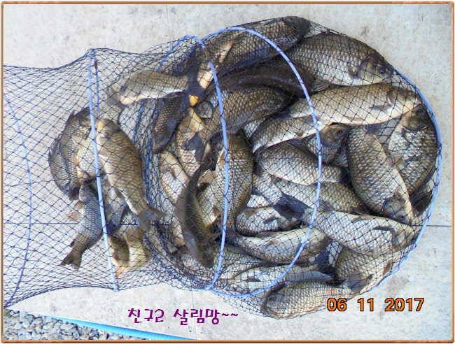 도심속의 작은 쉼터 화성 관리 낚시터입니다 (유료터정보 - 유료터점주조황)