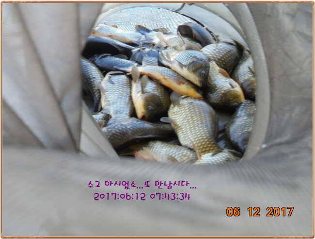 도심속의 작은 쉼터 화성 관리 낚시터입니다 (유료터정보 - 유료터점주조황)