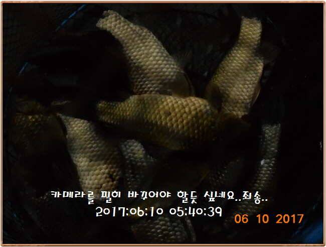 도심속의 작은 쉼터 화성 관리 낚시터입니다하루가 즐겁습니다 (유료터정보 - 유료터점주조황)