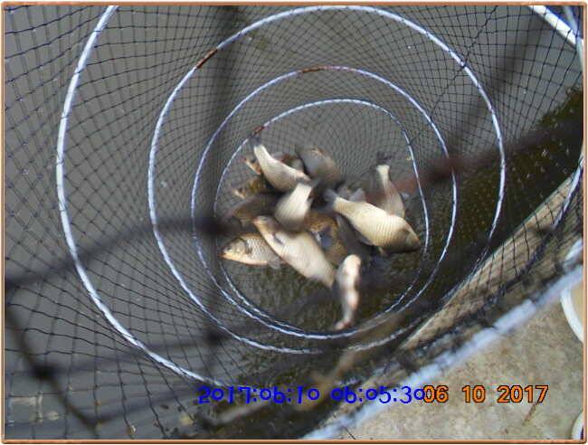 도심속의 작은 쉼터 화성 관리 낚시터입니다하루가 즐겁습니다 (유료터정보 - 유료터점주조황)