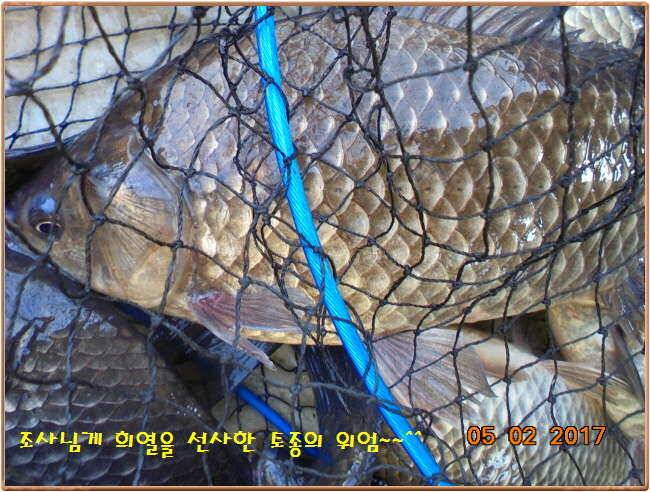 도심속의 작은 쉼터 화성 관리 낚시터입니다 (유료터정보 - 유료터점주조황)