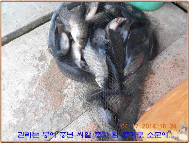 물 맑고 수심좋고 힘찬입질 관리터입니다 4월19일 11주년 행사 차질없이 진행합니다 (유료터정보 - 유료터점주조황)