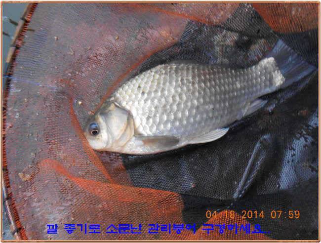 물 맑고 수심좋고 힘찬입질 관리터입니다 4월19일 11주년 행사 차질없이 진행합니다 (유료터정보 - 유료터점주조황)