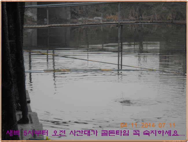 물 맑고 수심좋고 힘찬입질 관리터입니다 골든타임과 붕어 토종메기 방류 (유료터정보 - 유료터점주조황)