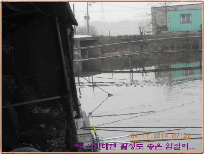 물 맑고 수심좋고 힘찬입질 관리터입니다 골든타임과 붕어 토종메기 방류 (유료터정보 - 유료터점주조황)
