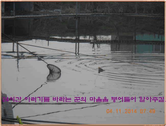 물 맑고 수심좋고 힘찬입질 관리터입니다 골든타임과 붕어 토종메기 방류 (유료터정보 - 유료터점주조황)