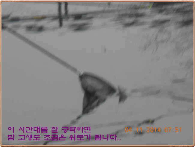 물 맑고 수심좋고 힘찬입질 관리터입니다 골든타임과 붕어 토종메기 방류 (유료터정보 - 유료터점주조황)