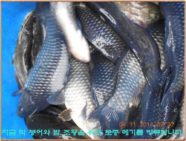 물 맑고 수심좋고 힘찬입질 관리터입니다 골든타임과 붕어 토종메기 방류 (유료터정보 - 유료터점주조황)