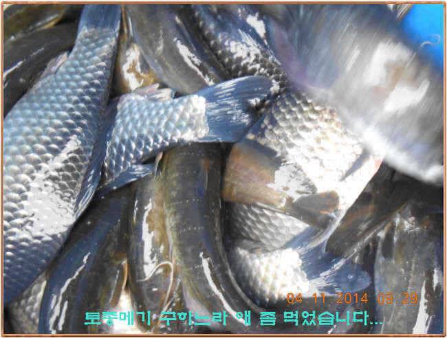 물 맑고 수심좋고 힘찬입질 관리터입니다 골든타임과 붕어 토종메기 방류 (유료터정보 - 유료터점주조황)