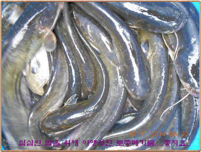 물 맑고 수심좋고 힘찬입질 관리터입니다 골든타임과 붕어 토종메기 방류 (유료터정보 - 유료터점주조황)