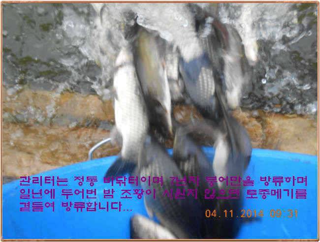 물 맑고 수심좋고 힘찬입질 관리터입니다 골든타임과 붕어 토종메기 방류 (유료터정보 - 유료터점주조황)