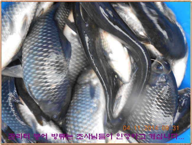 물 맑고 수심좋고 힘찬입질 관리터입니다 골든타임과 붕어 토종메기 방류 (유료터정보 - 유료터점주조황)