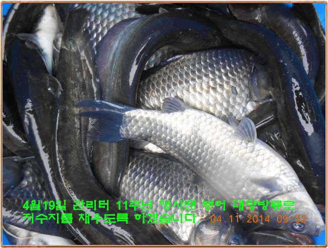 물 맑고 수심좋고 힘찬입질 관리터입니다 골든타임과 붕어 토종메기 방류 (유료터정보 - 유료터점주조황)