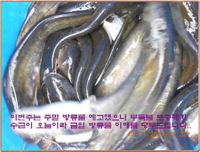 물 맑고 수심좋고 힘찬입질 관리터입니다 골든타임과 붕어 토종메기 방류 (유료터정보 - 유료터점주조황)