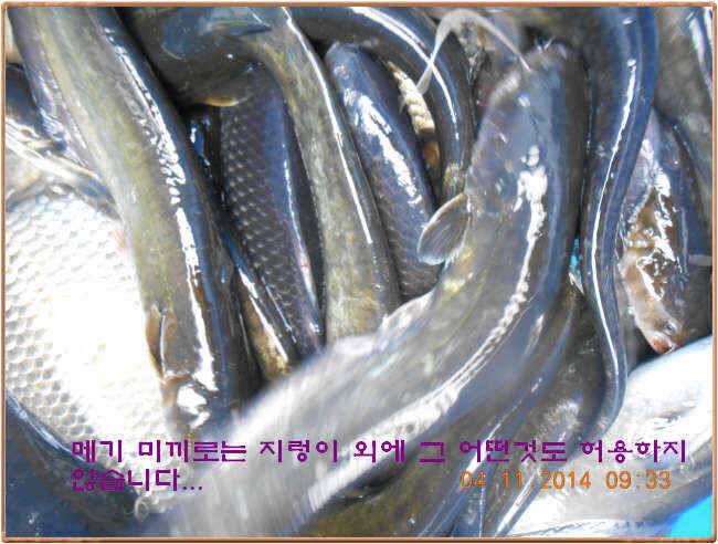 물 맑고 수심좋고 힘찬입질 관리터입니다 골든타임과 붕어 토종메기 방류 (유료터정보 - 유료터점주조황)