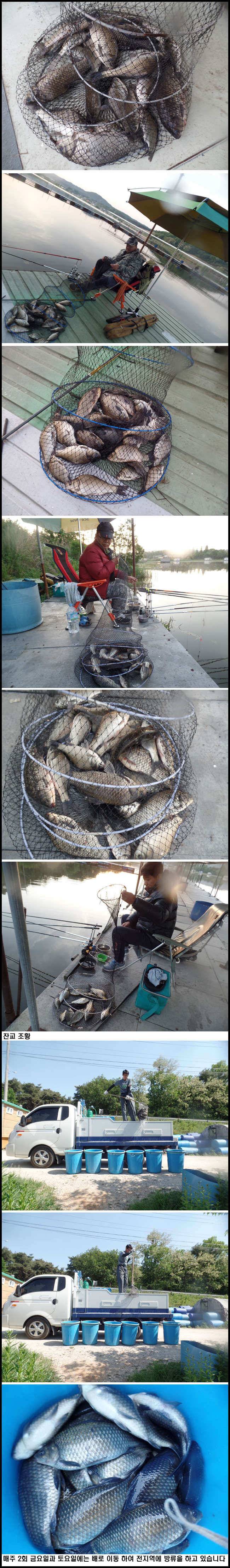 아산죽산지520일 금요일 조황과 방류 (유료터정보 - 유료터점주조황)