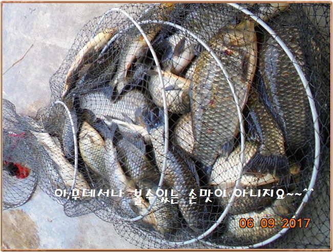 도심속의 작은 쉼터 화성 관리 낚시터입니다성원에 감사드립니다 (유료터정보 - 유료터점주조황)