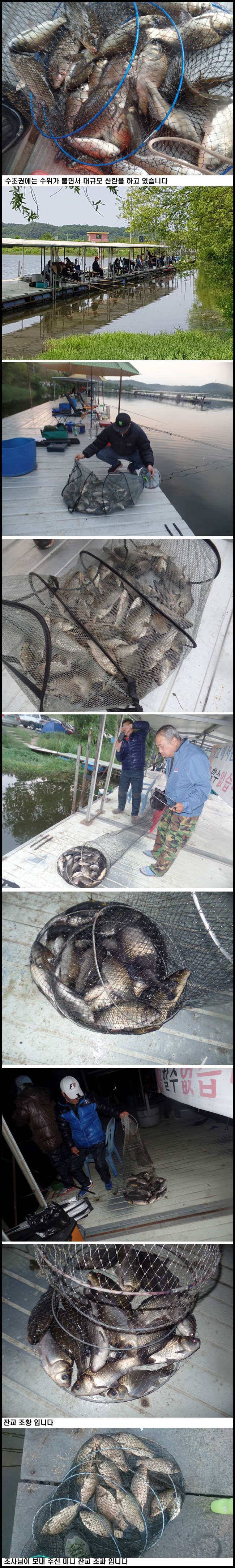 아산죽산지528일 주말 조황 입니다 (유료터정보 - 유료터점주조황)