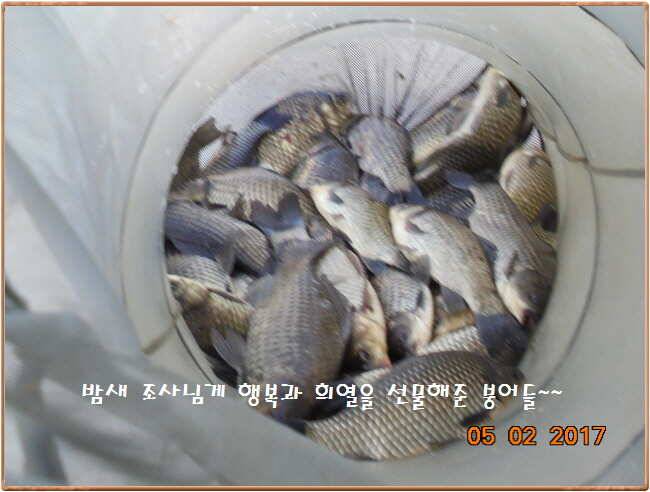 도심속의 작은 쉼터 화성 관리 낚시터입니다 (유료터정보 - 유료터점주조황)