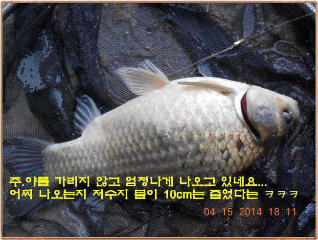 물 맑고 수심좋고 힘찬입질 관리터입니다 4월19일 11주년 행사와 실시간 조황 (유료터정보 - 유료터점주조황)
