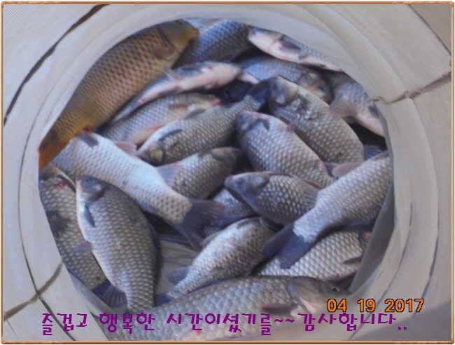 도심속의 작은 쉼터 화성 관리 낚시터입니다 (유료터정보 - 유료터점주조황)