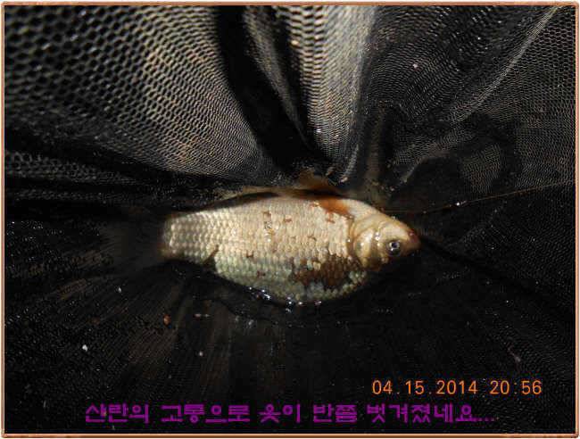 물 맑고 수심좋고 힘찬입질 관리터입니다 4월19일 11주년 행사와 실시간 조황 (유료터정보 - 유료터점주조황)